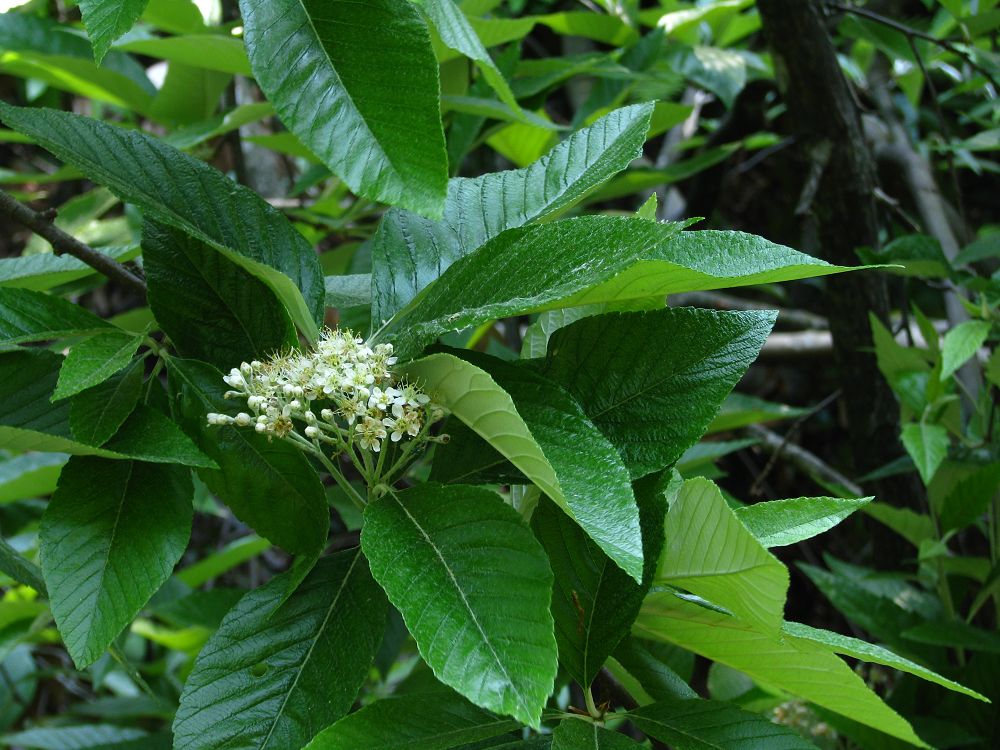 石灰花楸