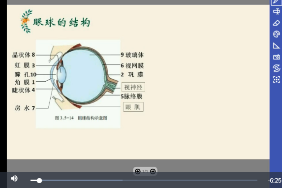 眼球的結構