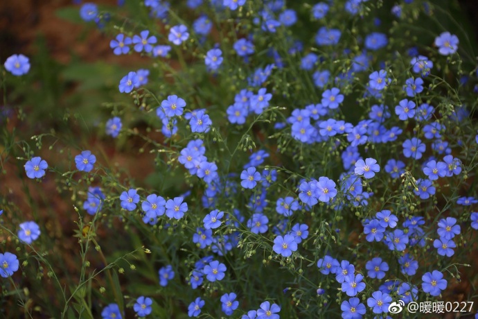 藍花亞麻