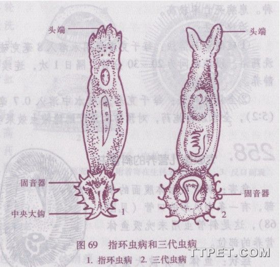 白甲指環蟲