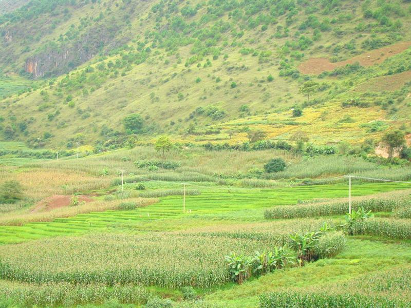 牛彎丹自然村玉米種植業