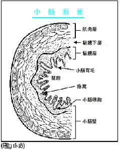 腸炎慎用