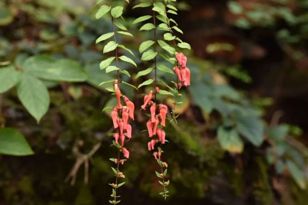 紅花來江藤