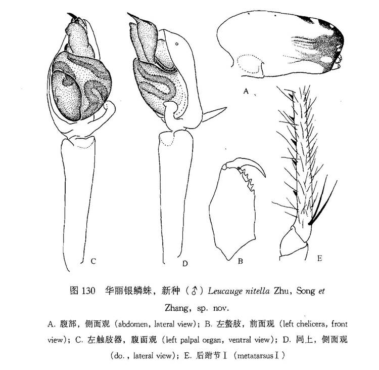 華麗銀鱗蛛