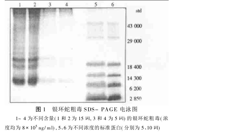 銀環蛇毒素粗毒電泳圖