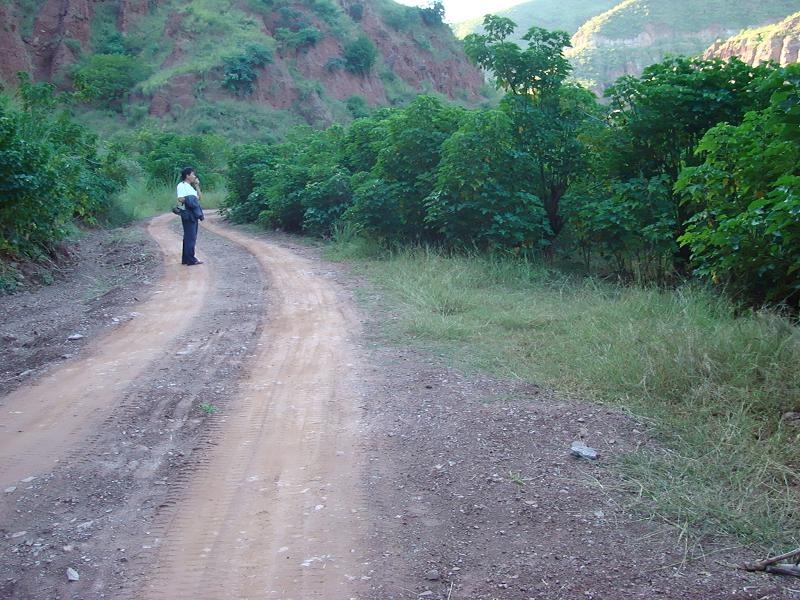 進村道路