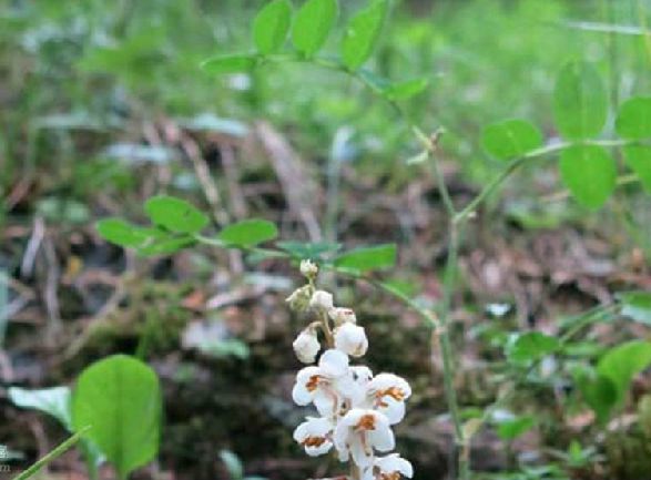 鹿蹄草屬(Pyrola)