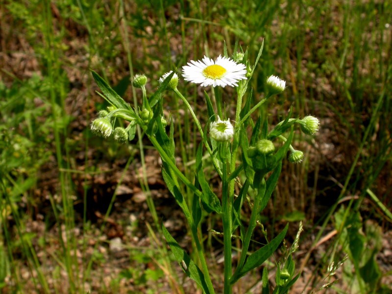 山白菊