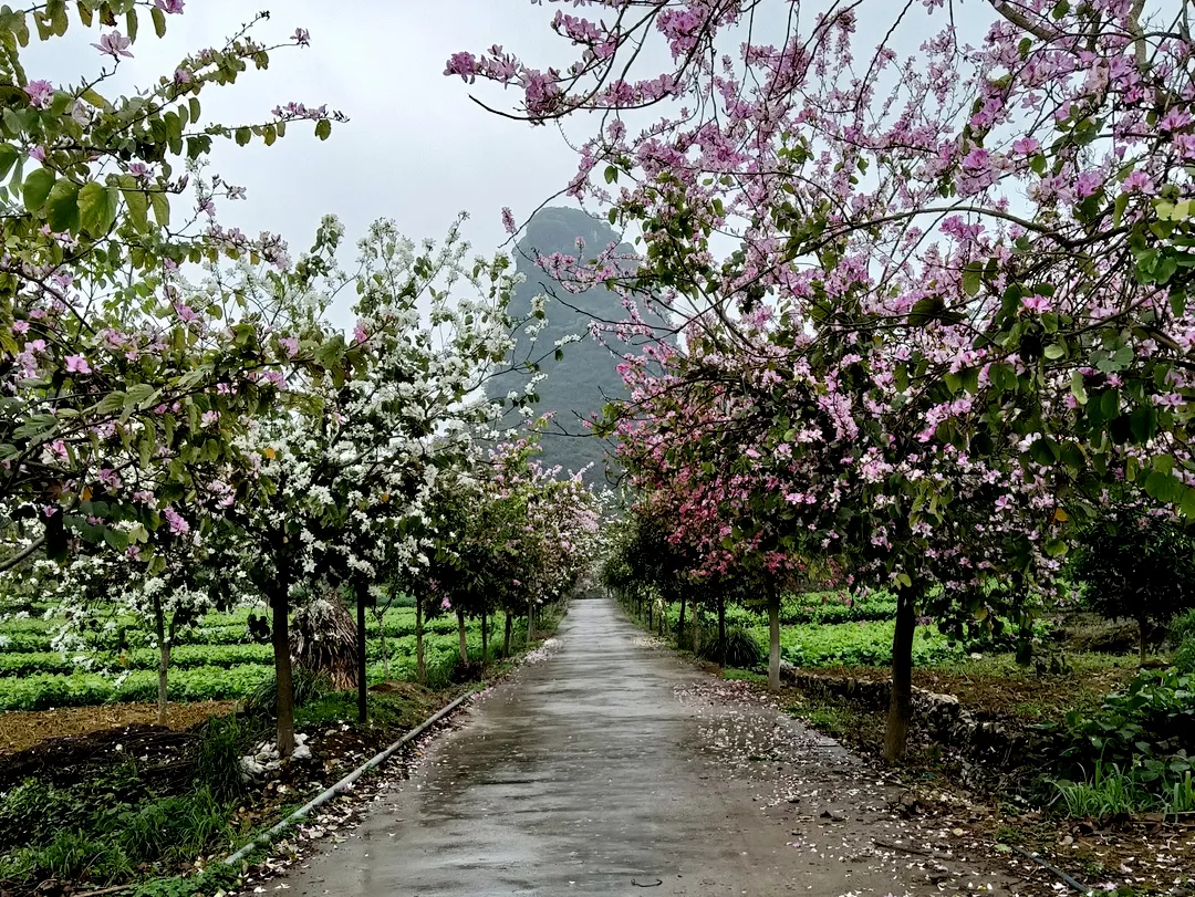 雷洞村(廣西忻城縣紅渡鎮下轄村)