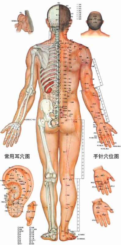 中醫針灸穴點陣圖