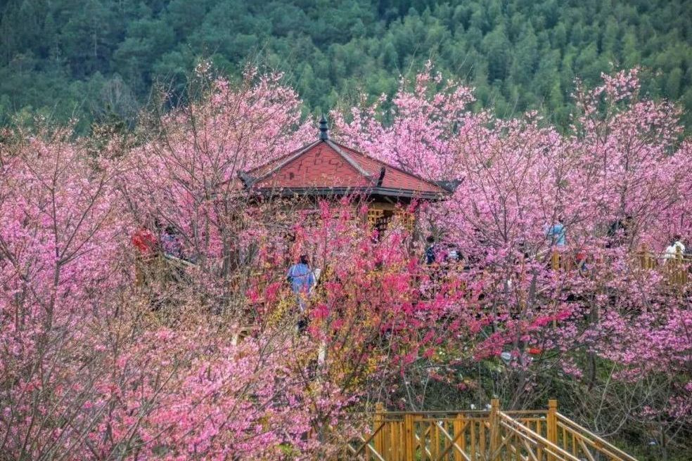 那貴坡櫻花園