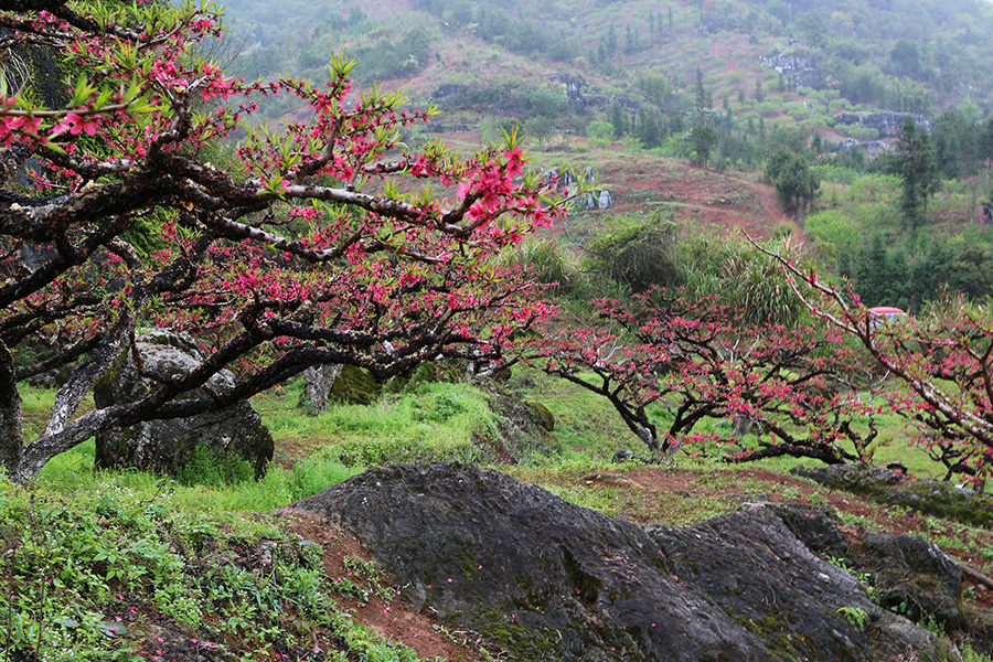 上坪桃花山