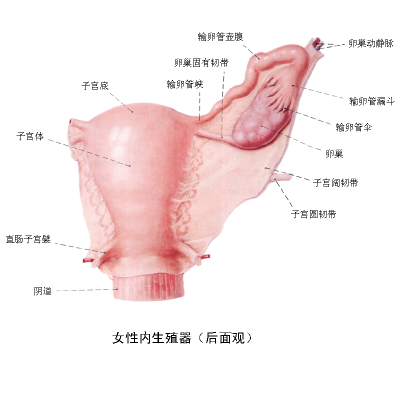 輸卵管