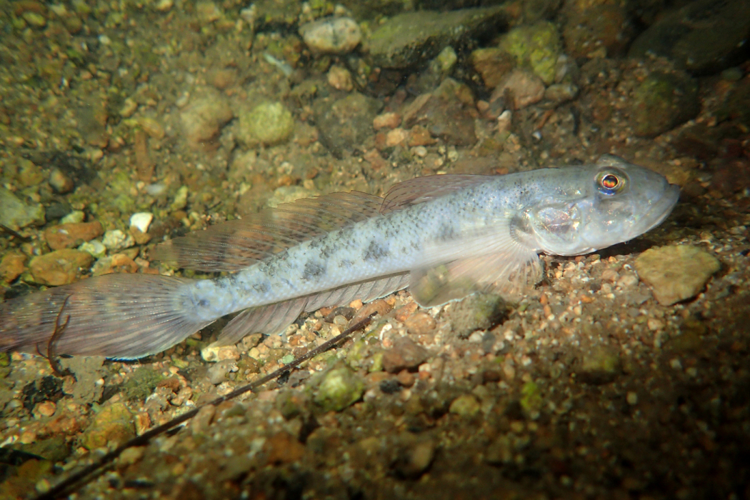 小鱗溝蝦虎魚