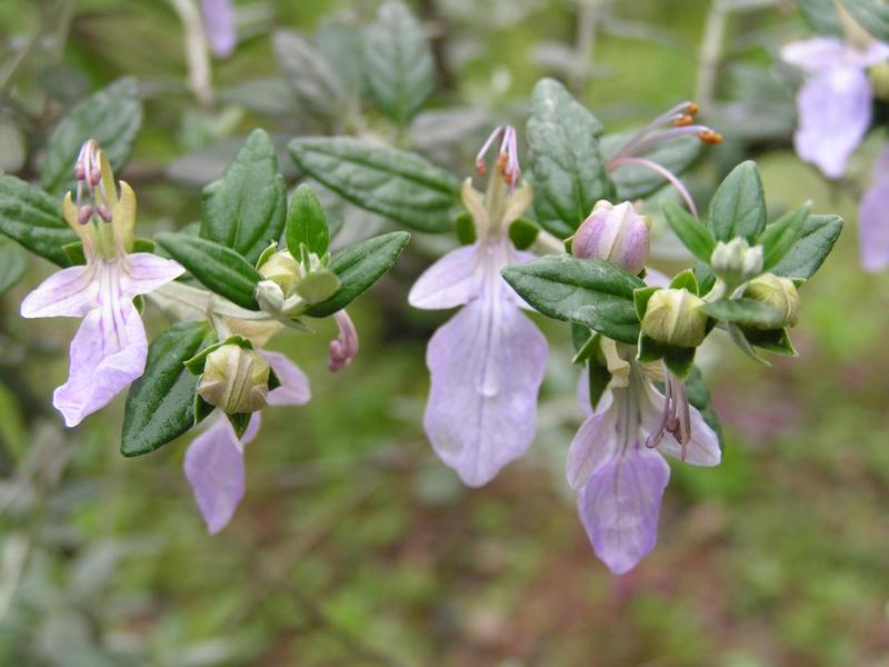 紫清花