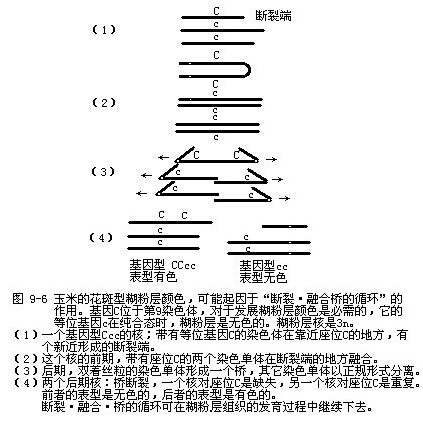 斷裂-融合-橋循環