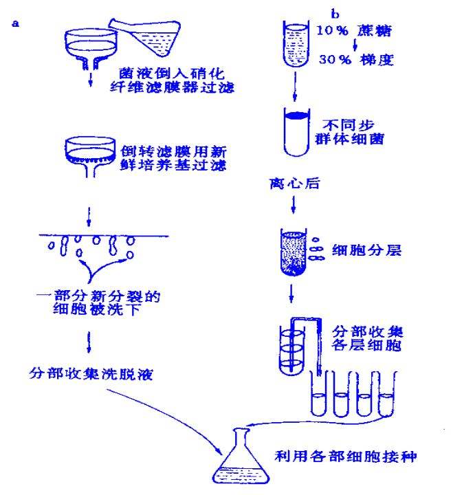 同步培養