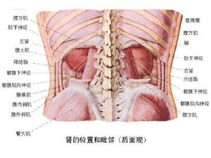 腎發育不良(圖2)