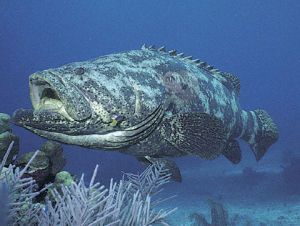 欽州石斑魚