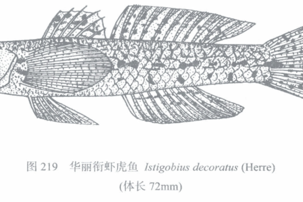 華麗銜蝦虎魚