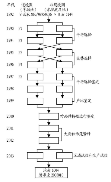 滄麥6004