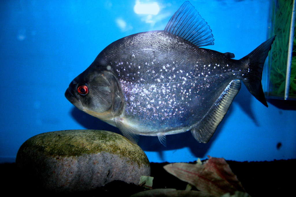 黑色食人魚