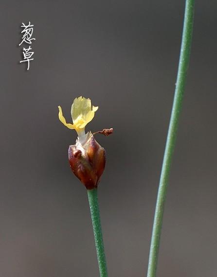 台灣黃眼草