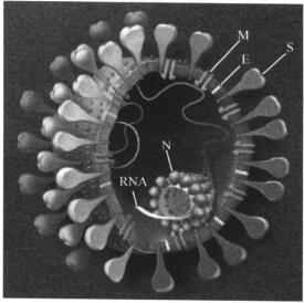 SARS病毒結構示意圖
