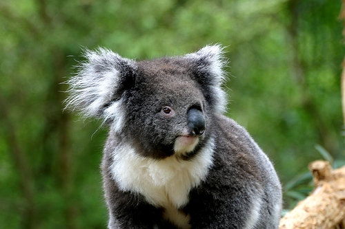 希爾斯維爾野生動物保護區