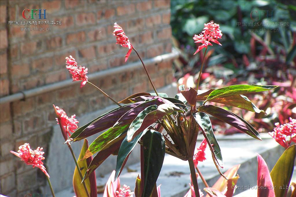 紫背竹芋(紅背臥花竹芋)