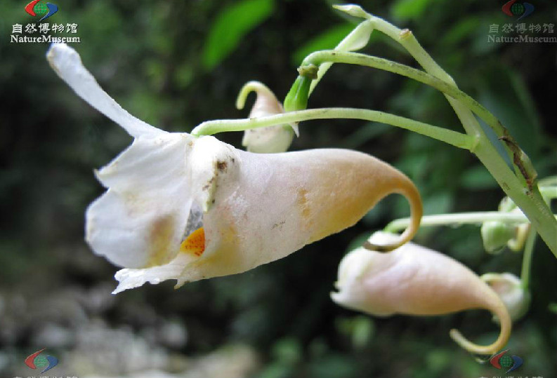 管莖鳳仙花