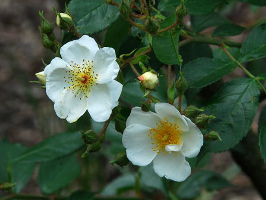 懸鉤子薔薇