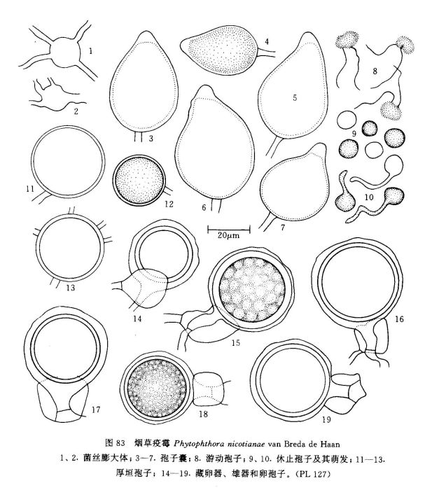 菸草疫霉