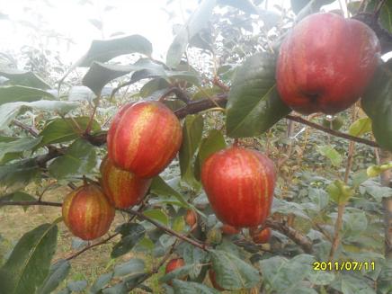 中國紅花酥梨