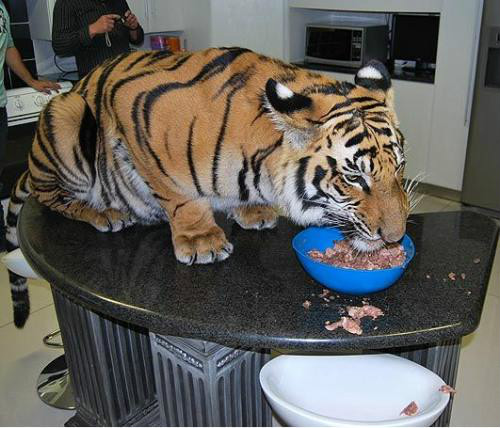 大型貓科動物在外國已經成為飼養對象