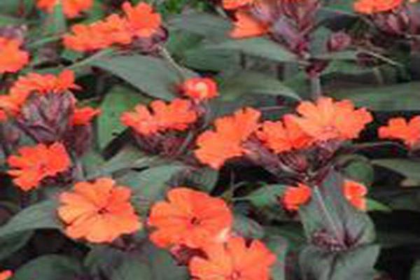 Lychnis × arkwrightii \x27Orange Zwerg\x27 ORANGE DWARF