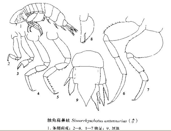 觸角扁鼻戎