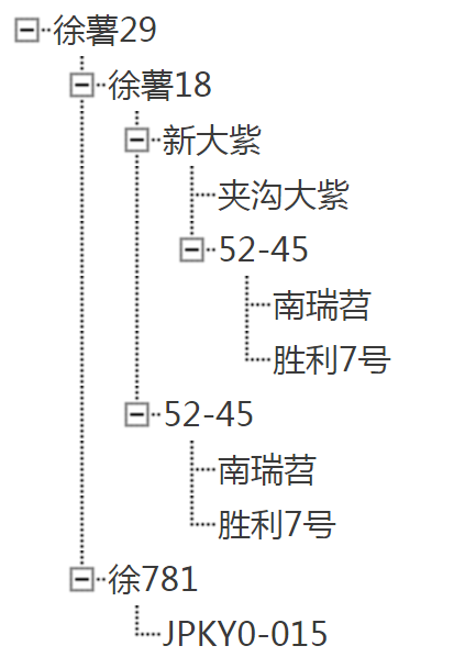 徐薯29