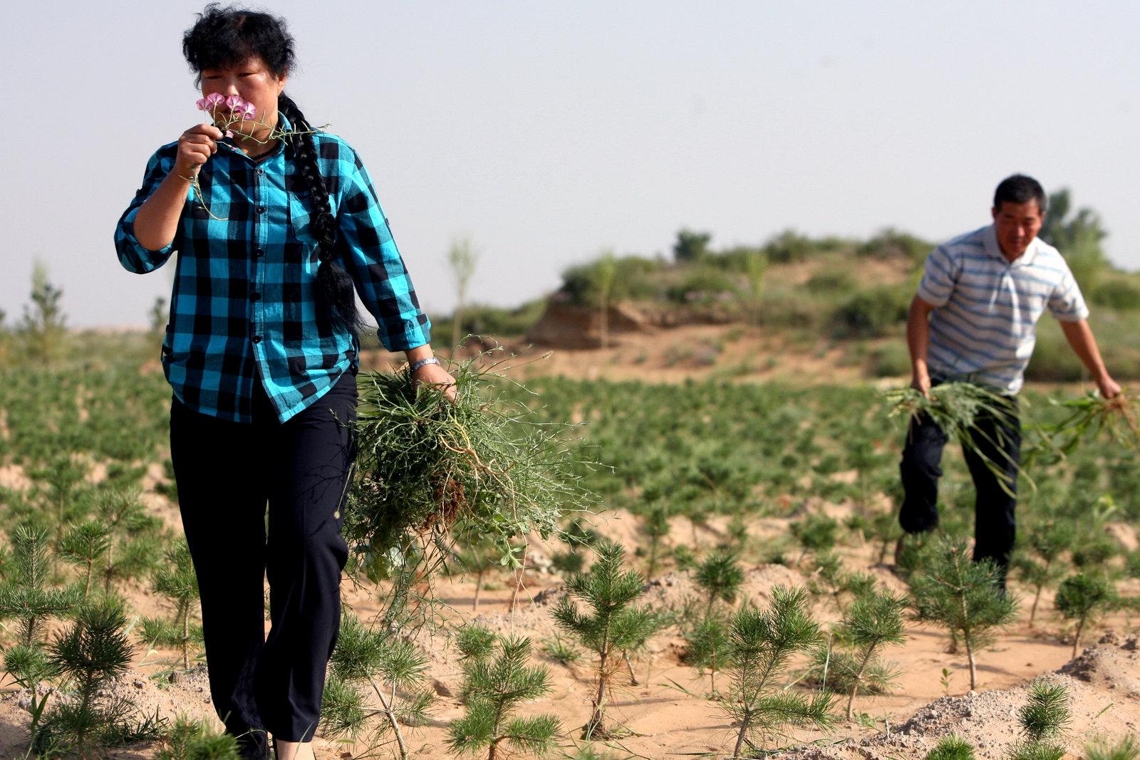 殷玉珍：一個堅持24年治沙植樹的女人