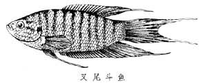 鬥魚屬