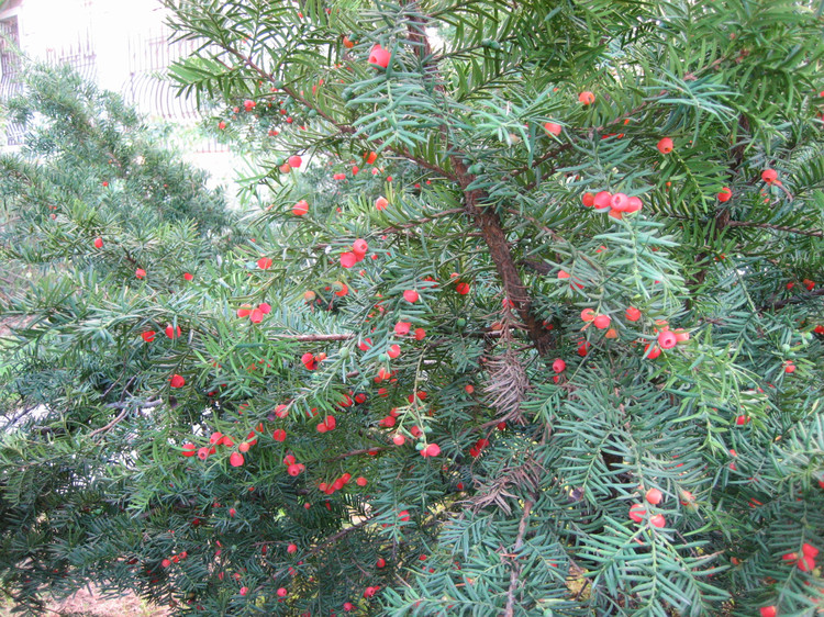 東北紅豆杉