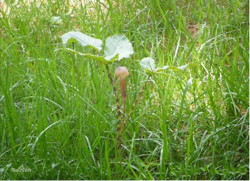 花南星(百合綱天南星科天南星屬的植物)