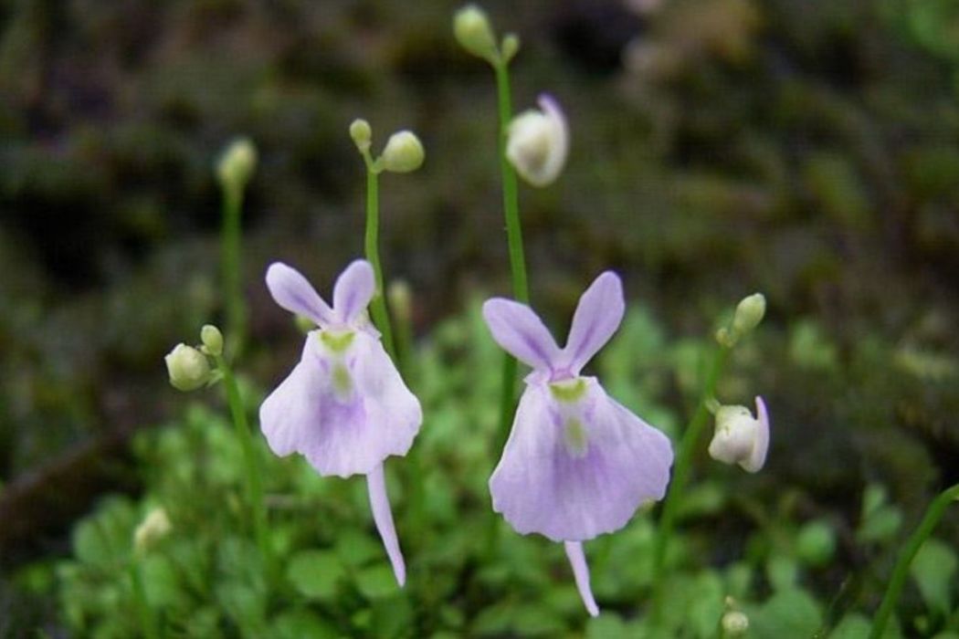 紫花狸藻