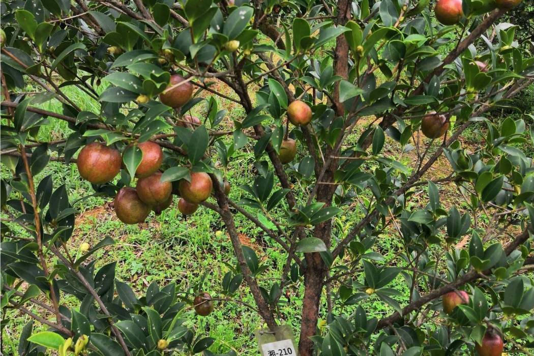 油茶無性系湘林237