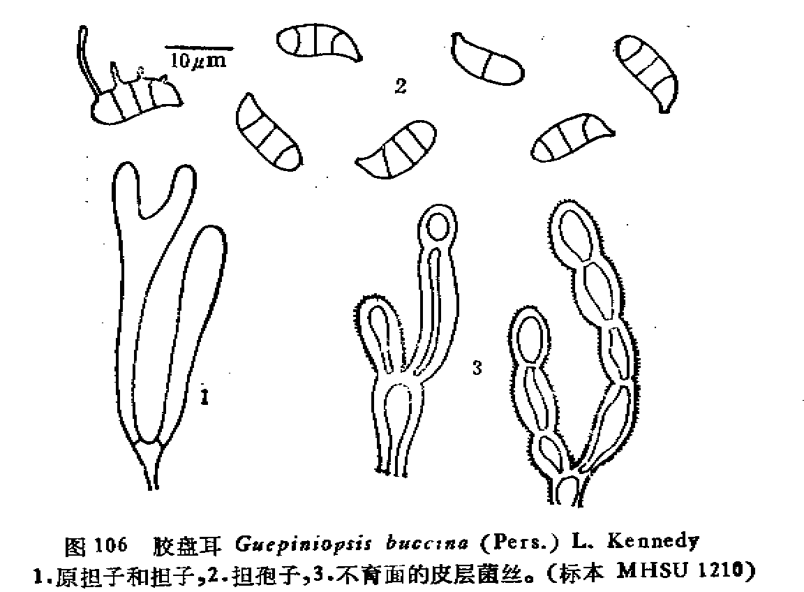 膠盤耳