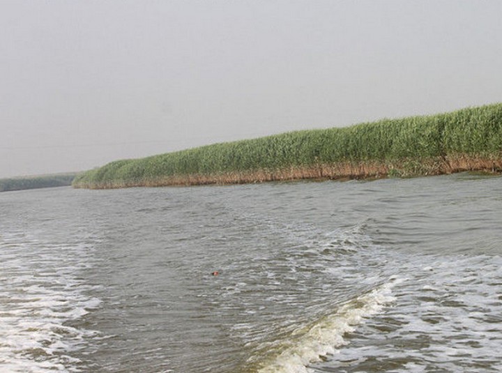 支脈河入海口處