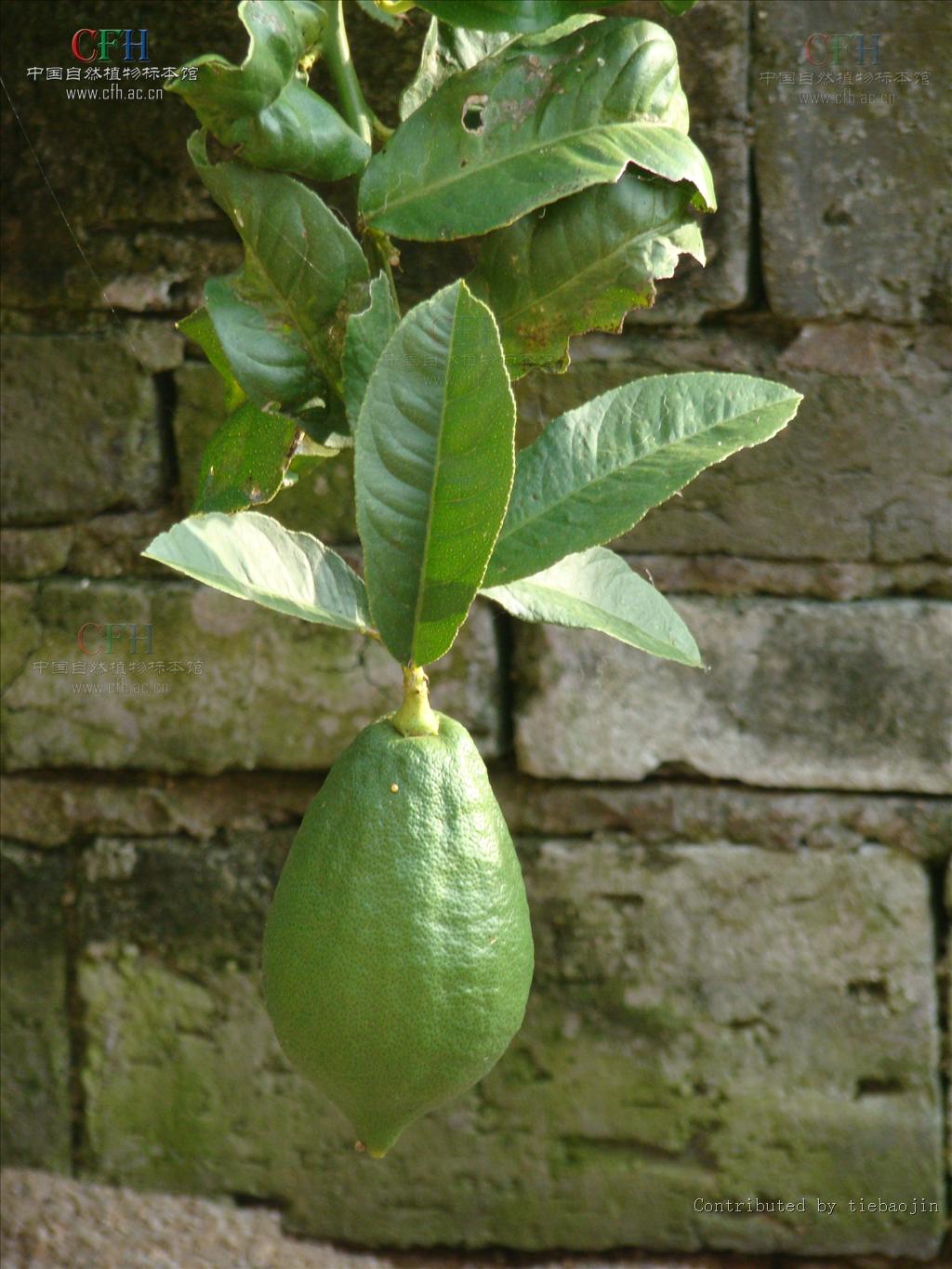 Citrus medica（中文名：香櫞）