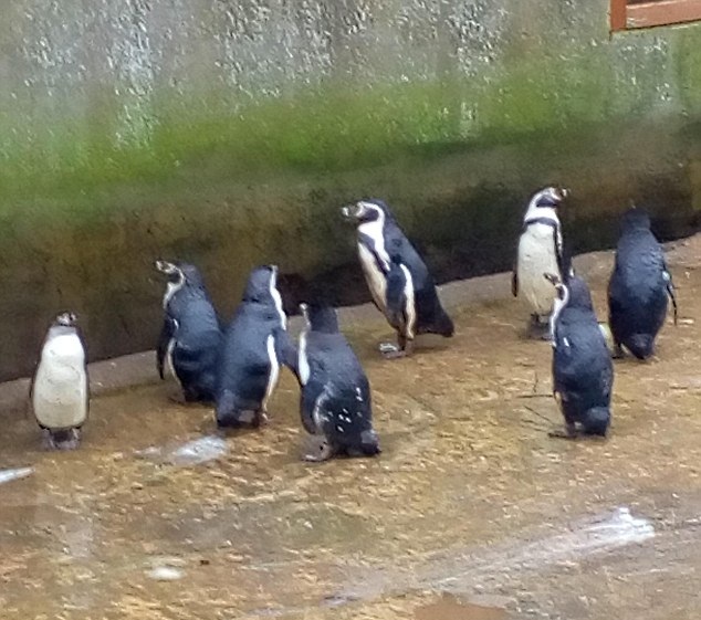 南湖沙弗雷動物園