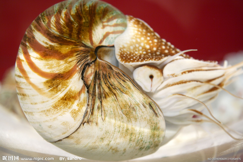 活化石    鸚鵡螺