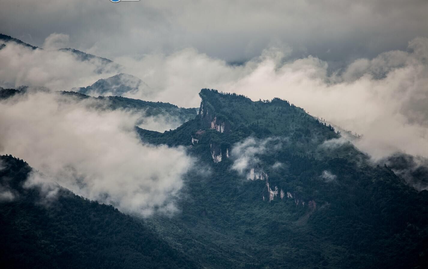 龍坪山紫雨傘